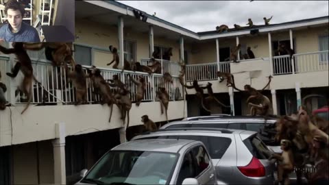 Outtake #1,083 Of Over 3 Monkeys Roam Around A Motel Fake Funny Parody Video With Live Commentary