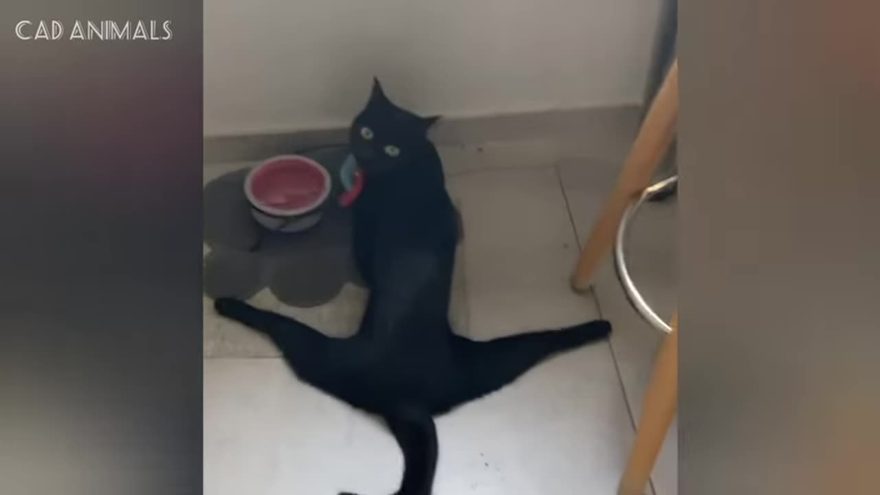 cats-wild-antics-and-crazy-moves