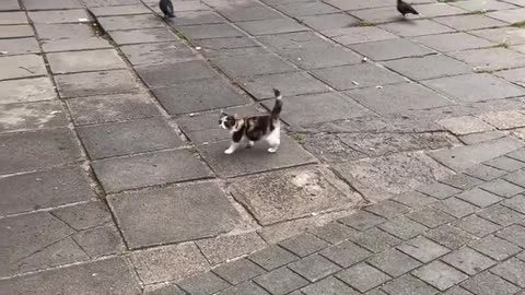 😂🐱 Lil' Meowington's First Day at Bird Snatch Inc. | FunFM