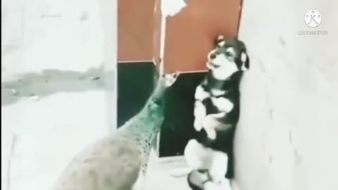 cute and adorable animals