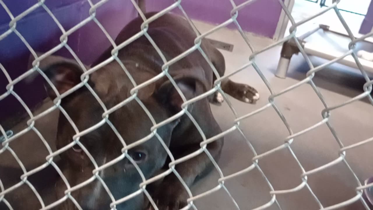 Potato 2y Pet Id 946743 kennel 22 HSSAZ shelter has achy bones but he's truly a lovely boy202591252