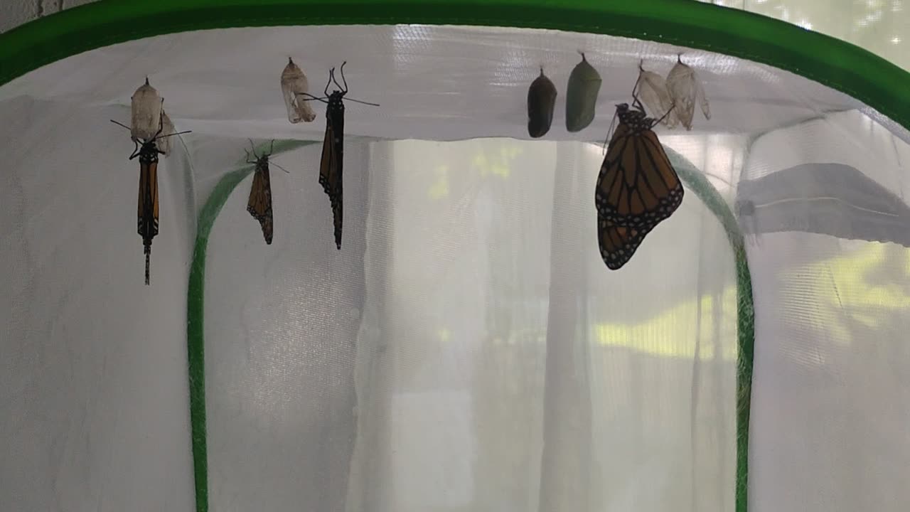 Monarchs Butterflies Six hatched in one day