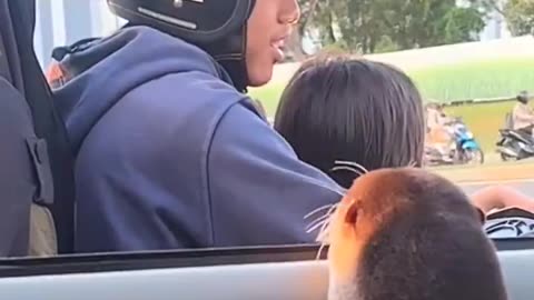 Otter greeting people at the traffic light..🦦🚦😊