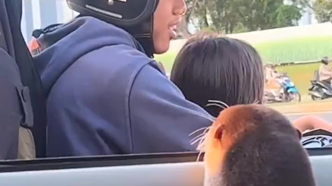 Otter greeting people at the traffic light..🦦🚦😊