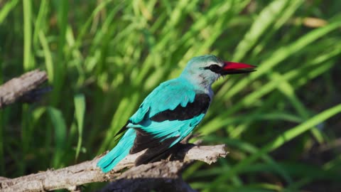 Kingfisher Bird with fish in its beak. 8K
