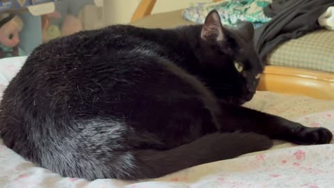 Cute Precious Piper Wants to Fall Asleep - Adopting a Cat from a Shelter Vlog
