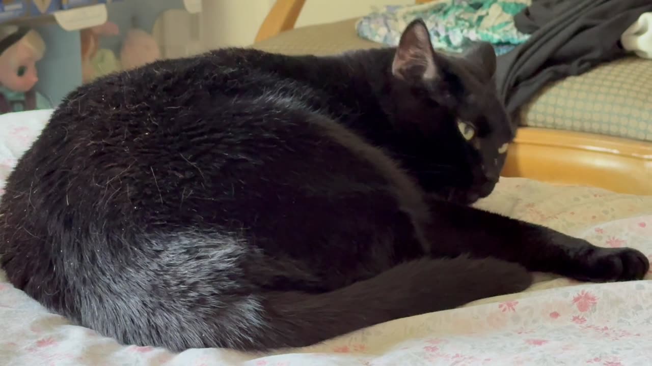 Cute Precious Piper Wants to Fall Asleep - Adopting a Cat from a Shelter Vlog