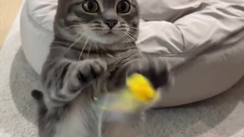 I am just too busy today, cutie kitten