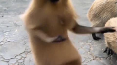 DancingAnimals