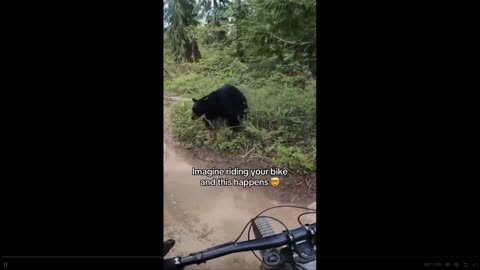 Scary moment biker meets a bear, and manages to scare it off....