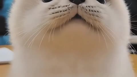 So Adorable! These Super Cute Baby Otters Will Melt Your Heart