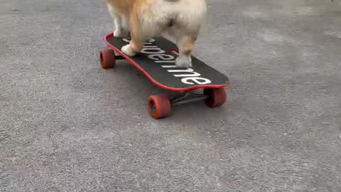My love for pet