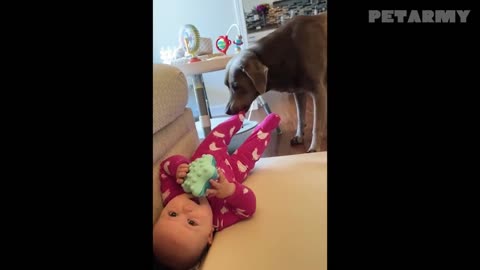 The Sweetest Babysitters: Adorable Pets with Four Paws and a Wagging Tail