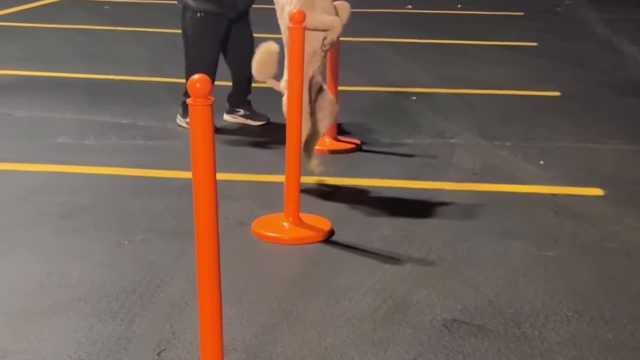 Pappy the Poodle Training for the World Record