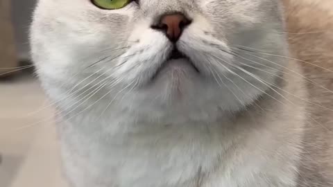 😼funny cat