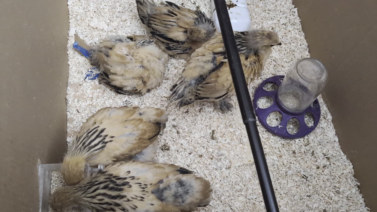 Teaching chickens how to tweet Super Mario Bros theme song