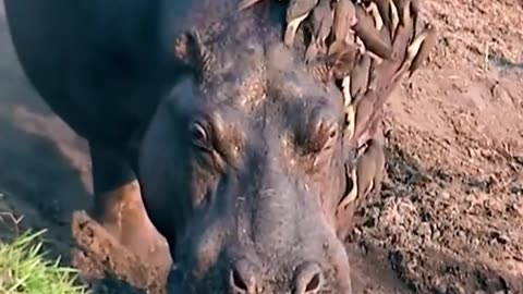 OXPECKERS ARE SPECIES FOUND IN SUB-SAHARAN AFRICA THAT ATTACH THEMSELVES TO LARGER ANIMALS & REMOVE PARASITES FROM THEIR HOSTS