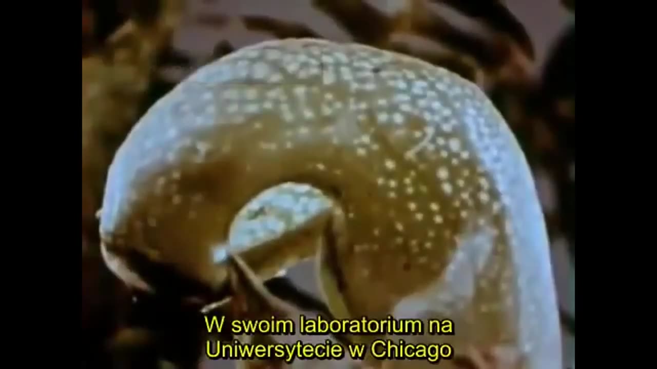 PSYCHOLOGIA JAK JĄ WIDZI BEHAWIORYSTA