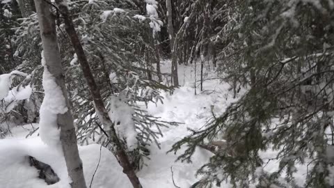 Trapping Inc Season 8 Ep 13 Big snow otter and lynx
