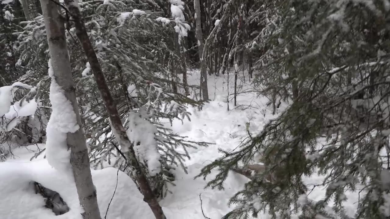 Trapping Inc Season 8 Ep 13 Big snow otter and lynx