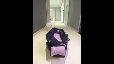 Funny Dogs Video 😍🐶Cute Dog