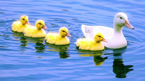 4 Little Ducklings