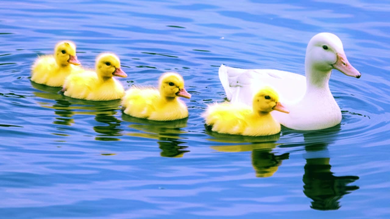 4 Little Ducklings