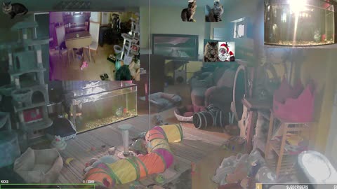 Sunday Serenity with The Cat Ranch Crew