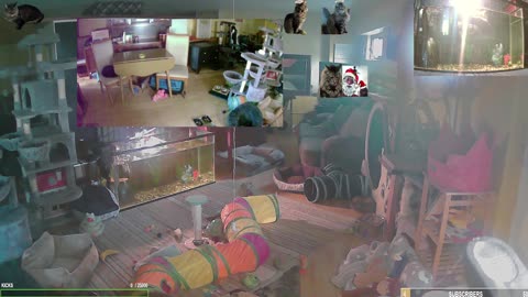 Sunday Serenity with The Cat Ranch Crew