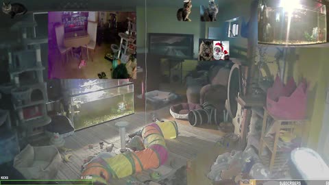 Sunday Serenity with The Cat Ranch Crew