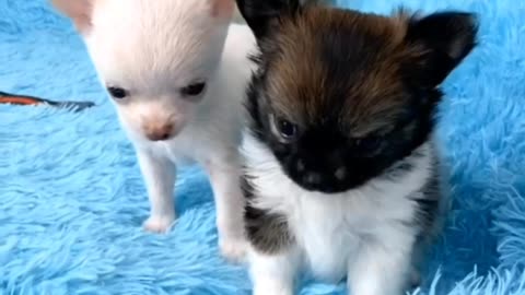 Animals play mates