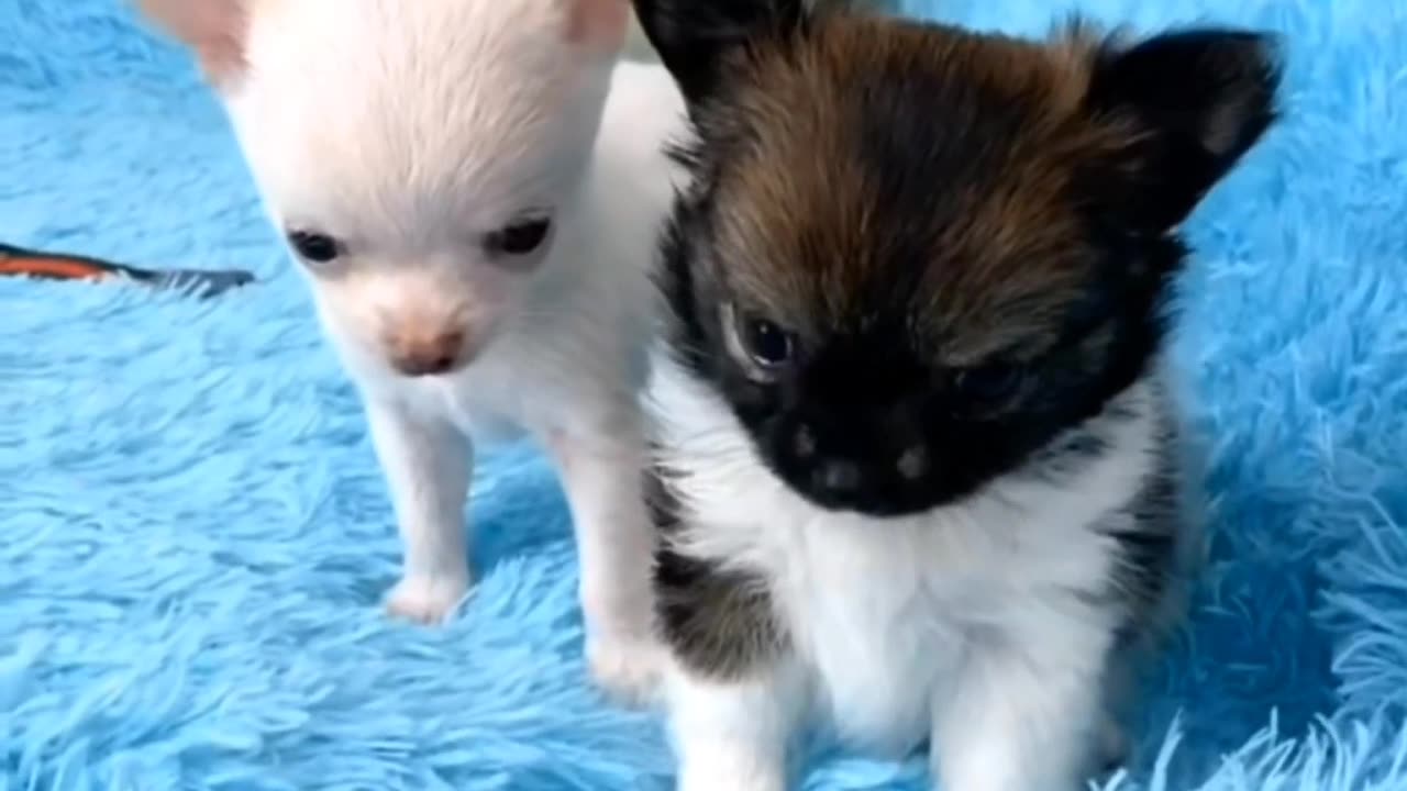 Animals play mates