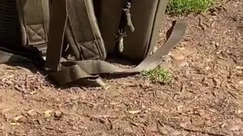 🐞😂 Nature's Got Other Plans for This Dragonfly! | FunFM