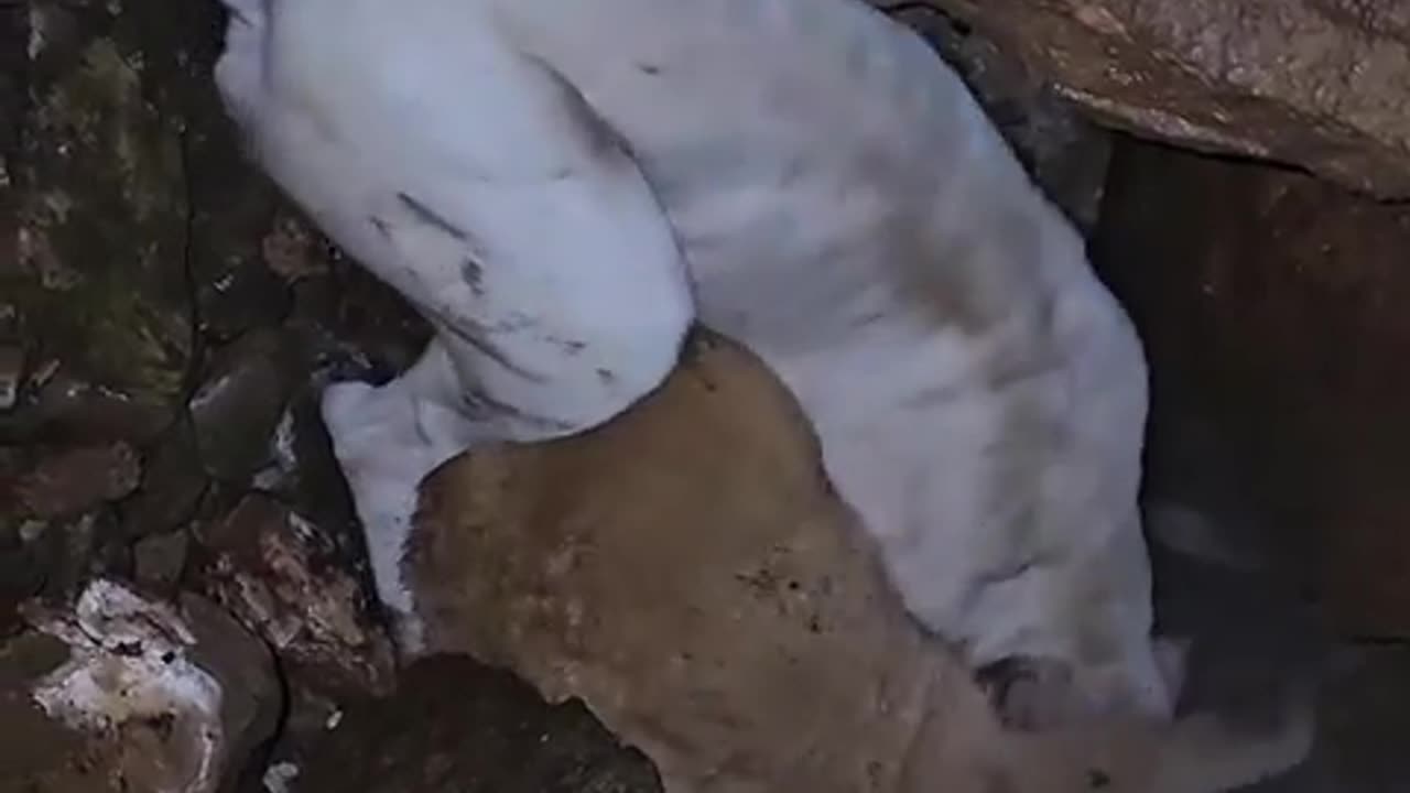 Dogo argentino on puma