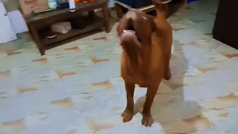 French Mastiff Training Fail: What Went Wrong(Must Watch)!!! 🐶✌️