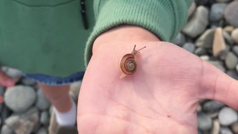 Nature and Animals