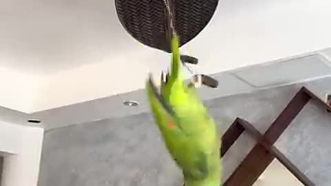 cute birds