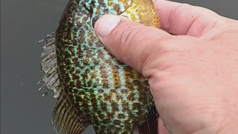 Pumpkinseed sunfish.