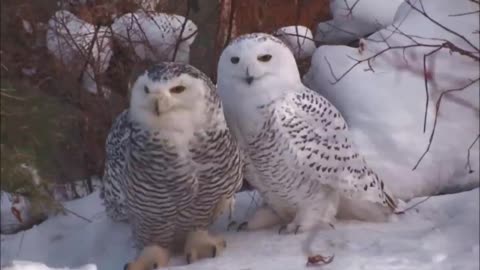 Anne Murray - Snowbird (1970)