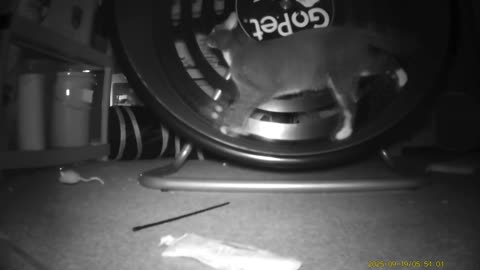 Cookie Cutter The Cat Filmed On GoPet Treadwheel, Dearborn, Michigan, September 16 To 19, 2025