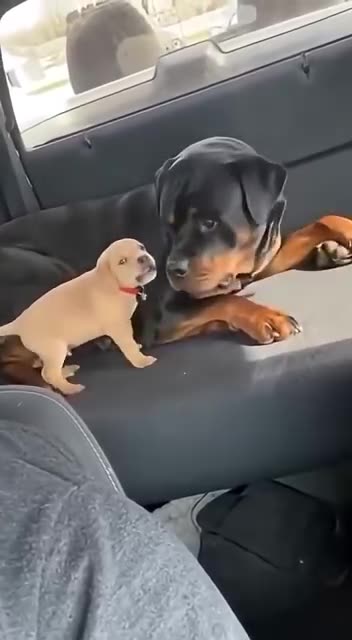 The little Born Actor