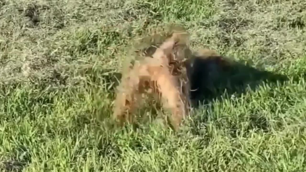 Funniest Pet Reactions | Too Cute to Handle 😹🐾