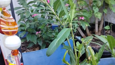Monarchs eating and growing 💗🙏🦋