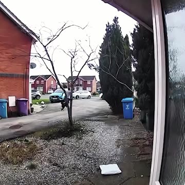 Dogs and postmans 🐶🤣😂#usa #haha #fypシ #funnyvideos #funnydog #dogsoft