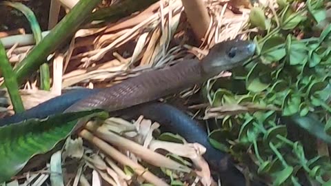 black mamba