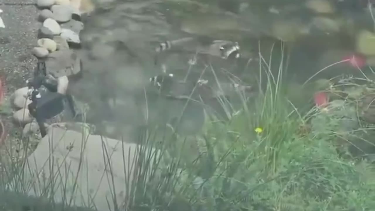 Send this to your friend who loves Raccoon 🦝❤️