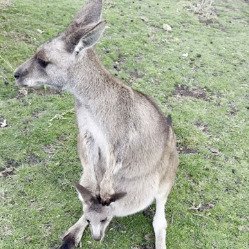 Australian kangaroo 🦘