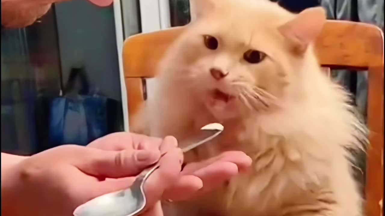When cats taste different foods... 😂
