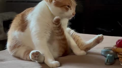 Orange Cat's Odd Grooming Session