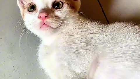 wow beautiful cat